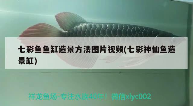 七彩鱼鱼缸造景方法图片视频(七彩神仙鱼造景缸) 七彩神仙鱼