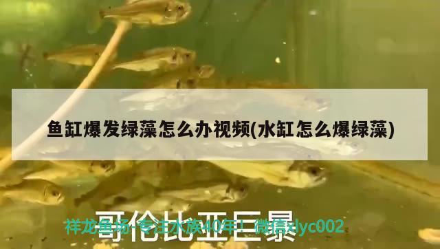 鱼缸爆发绿藻怎么办视频(水缸怎么爆绿藻) 祥龙水族滤材/器材