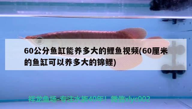 60公分鱼缸能养多大的鲤鱼视频(60厘米的鱼缸可以养多大的锦鲤)