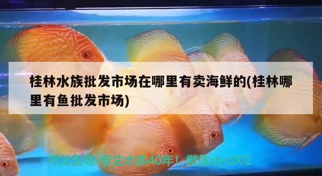 桂林水族批发市场在哪里有卖海鲜的(桂林哪里有鱼批发市场) 观赏鱼水族批发市场