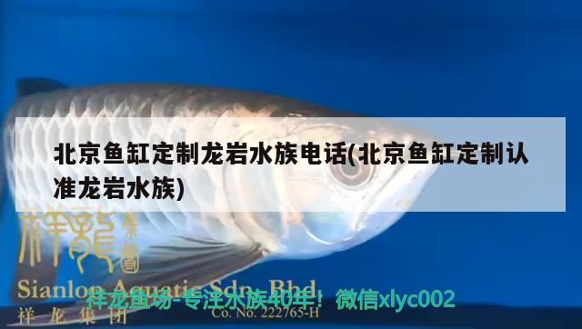 北京鱼缸定制龙岩水族电话(北京鱼缸定制认准龙岩水族) 红尾平克鱼