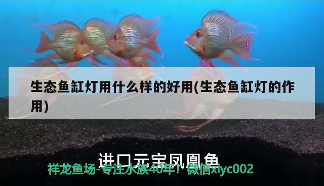 生态鱼缸灯用什么样的好用(生态鱼缸灯的作用) 申古三间鱼