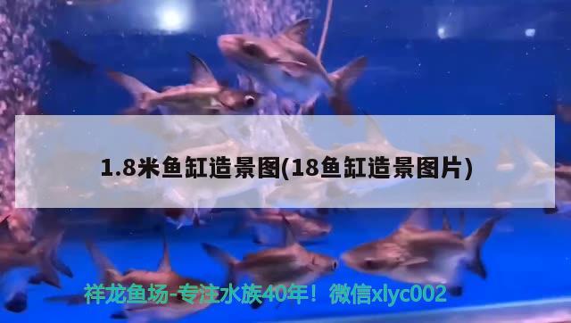 1.8米鱼缸造景图(18鱼缸造景图片) 翡翠凤凰鱼