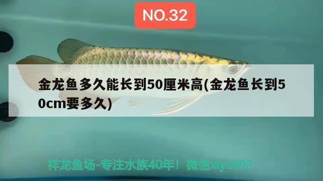 金龙鱼多久能长到50厘米高(金龙鱼长到50cm要多久)