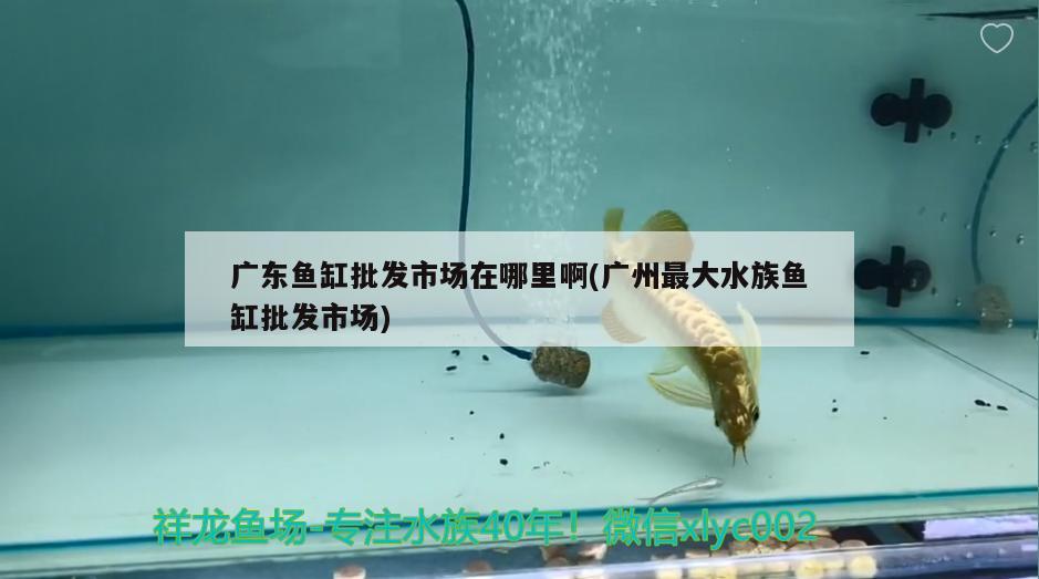 广东鱼缸批发市场在哪里啊(广州最大水族鱼缸批发市场) 硝化细菌