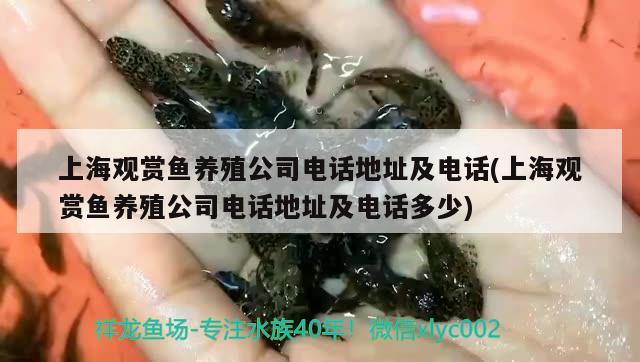 上海观赏鱼养殖公司电话地址及电话(上海观赏鱼养殖公司电话地址及电话多少)