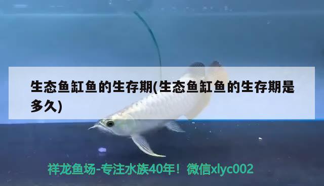 生态鱼缸鱼的生存期(生态鱼缸鱼的生存期是多久) 黑白双星