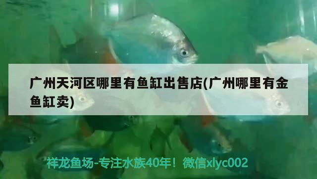 广州天河区哪里有鱼缸出售店(广州哪里有金鱼缸卖)