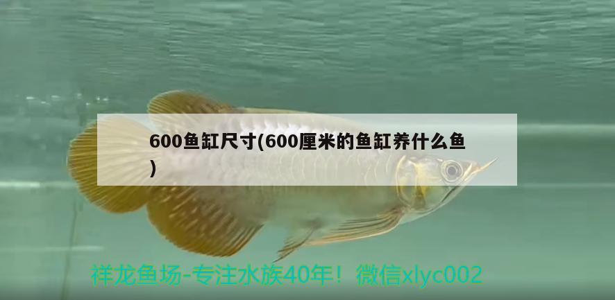 600鱼缸尺寸(600厘米的鱼缸养什么鱼)