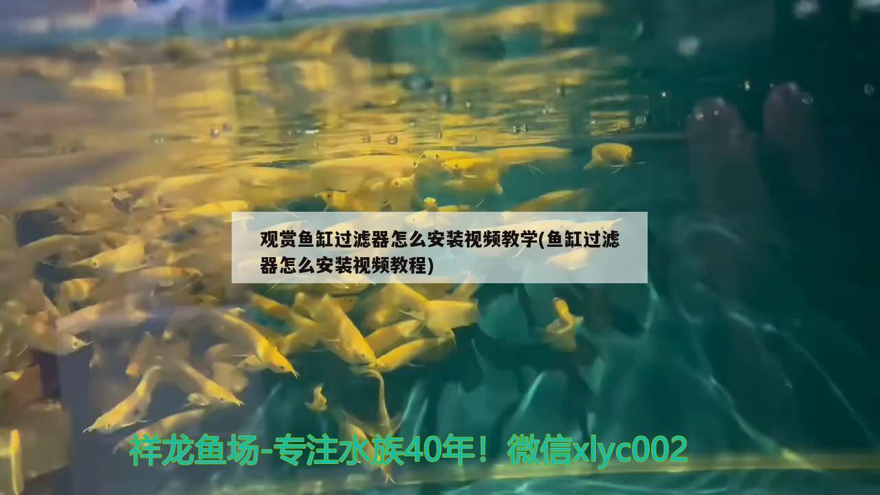观赏鱼缸过滤器怎么安装视频教学(鱼缸过滤器怎么安装视频教程) 泰庞海鲢鱼