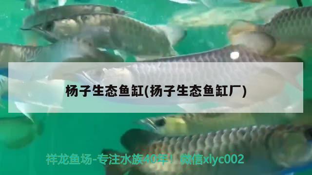 杨子生态鱼缸(扬子生态鱼缸厂)