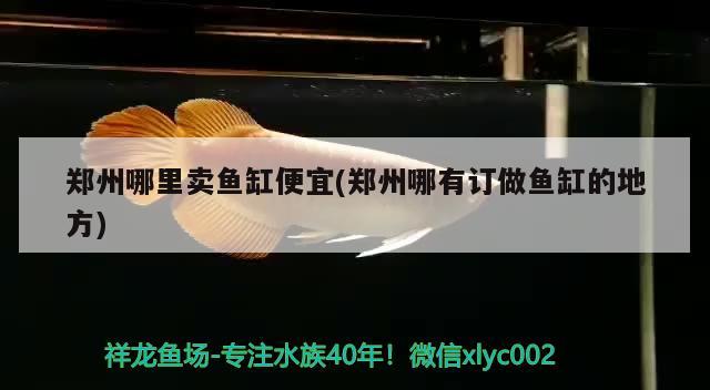 郑州哪里卖鱼缸便宜(郑州哪有订做鱼缸的地方)