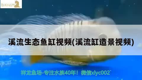 溪流生态鱼缸视频(溪流缸造景视频)