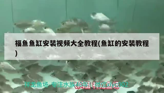 福鱼鱼缸安装视频大全教程(鱼缸的安装教程)