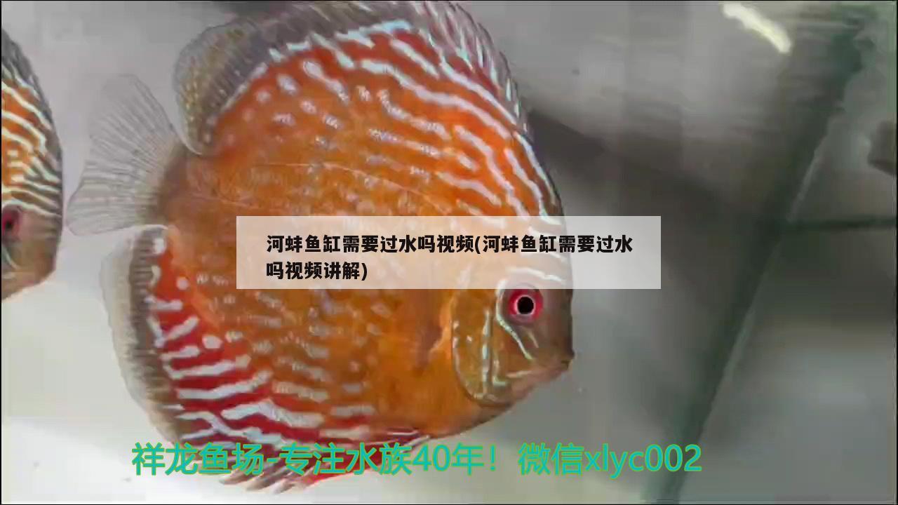 河蚌鱼缸需要过水吗视频(河蚌鱼缸需要过水吗视频讲解) 恐龙王鱼