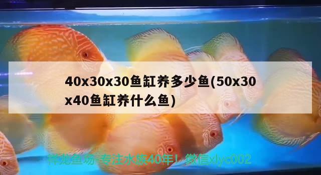40x30x30鱼缸养多少鱼(50x30x40鱼缸养什么鱼)