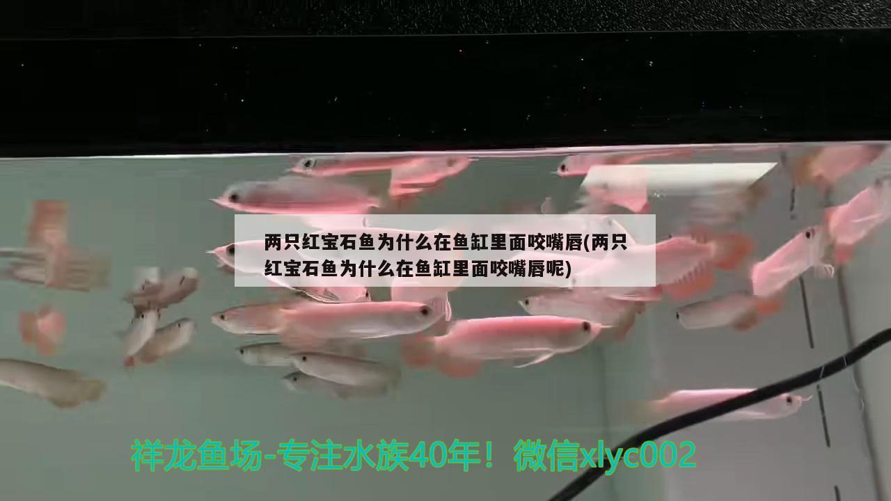 两只红宝石鱼为什么在鱼缸里面咬嘴唇(两只红宝石鱼为什么在鱼缸里面咬嘴唇呢) 翡翠凤凰鱼