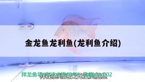 金龙鱼龙利鱼(龙利鱼介绍) 短身红龙鱼