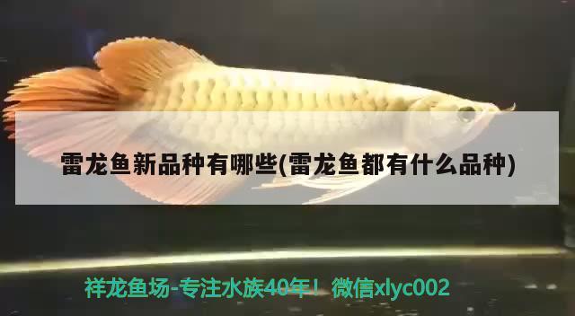 雷龙鱼新品种有哪些(雷龙鱼都有什么品种) 广州观赏鱼鱼苗批发市场