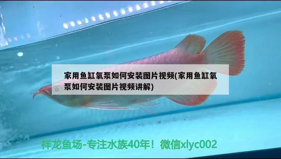 家用鱼缸氧泵如何安装图片视频(家用鱼缸氧泵如何安装图片视频讲解) 元宝凤凰鱼专用鱼粮