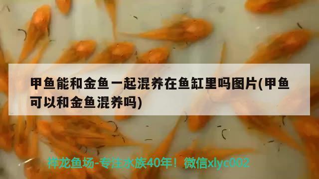 甲鱼能和金鱼一起混养在鱼缸里吗图片(甲鱼可以和金鱼混养吗)