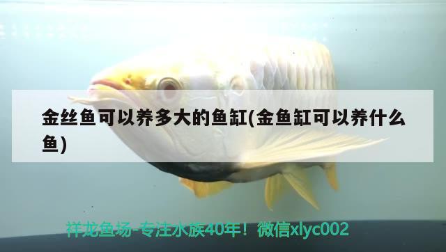 金丝鱼可以养多大的鱼缸(金鱼缸可以养什么鱼) 龙凤鲤鱼