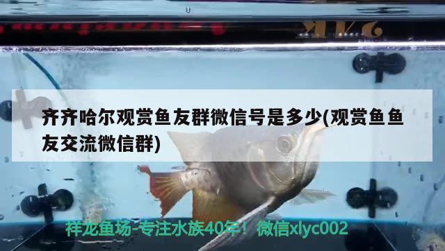 齐齐哈尔观赏鱼友群微信号是多少(观赏鱼鱼友交流微信群) 广州水族批发市场