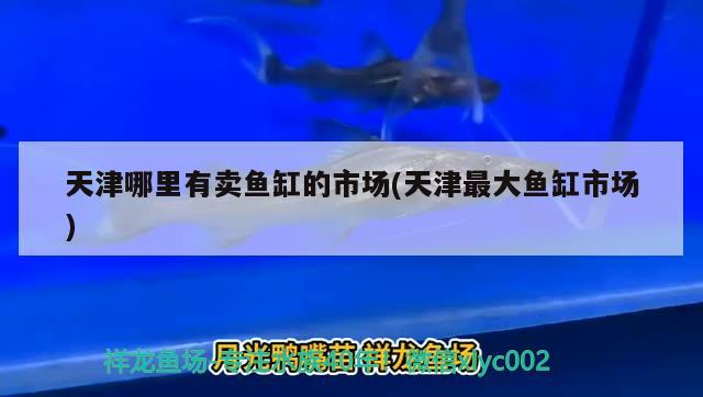 天津哪里有卖鱼缸的市场(天津最大鱼缸市场) 过背金龙鱼