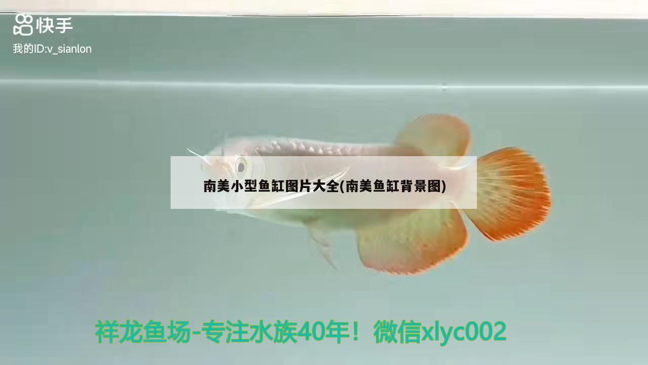 南美小型鱼缸图片大全(南美鱼缸背景图) 绿皮辣椒小红龙