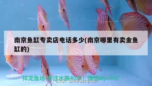 南京鱼缸专卖店电话多少(南京哪里有卖金鱼缸的) 热带鱼鱼苗批发