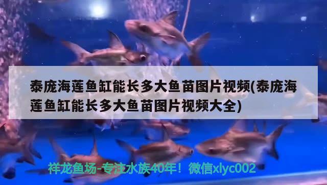泰庞海莲鱼缸能长多大鱼苗图片视频(泰庞海莲鱼缸能长多大鱼苗图片视频大全)