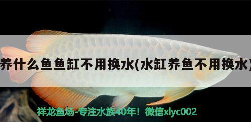 养什么鱼鱼缸不用换水(水缸养鱼不用换水) 广州龙鱼批发市场