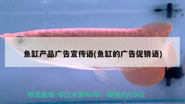 鱼缸产品广告宣传语(鱼缸的广告促销语) 埃及神仙鱼