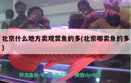 北京什么地方卖观赏鱼的多(北京哪卖鱼的多)
