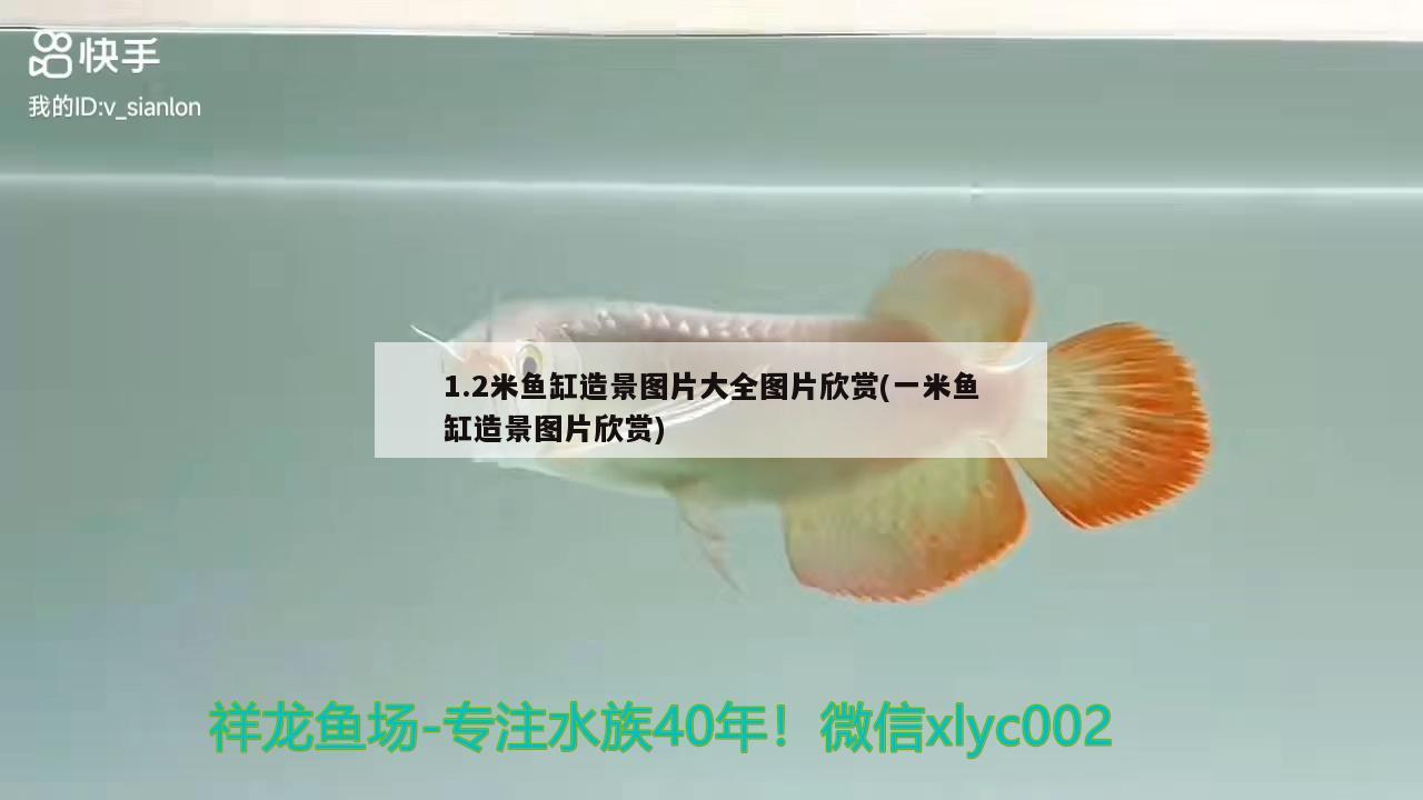 1.2米鱼缸造景图片大全图片欣赏(一米鱼缸造景图片欣赏)