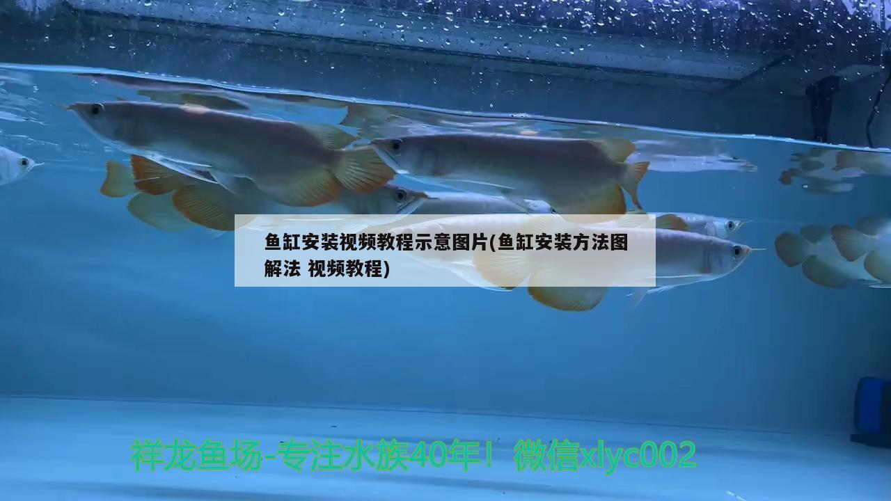 鱼缸安装视频教程示意图片(鱼缸安装方法图解法视频教程)
