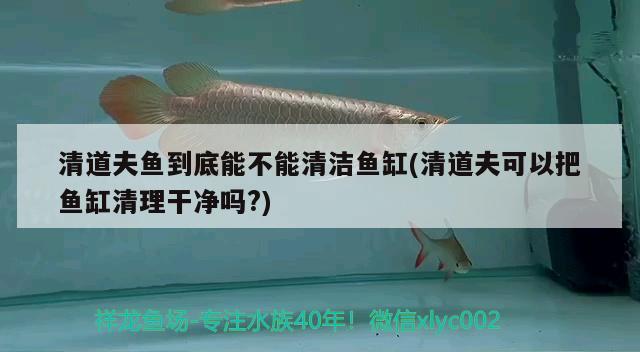 清道夫鱼到底能不能清洁鱼缸(清道夫可以把鱼缸清理干净吗?)