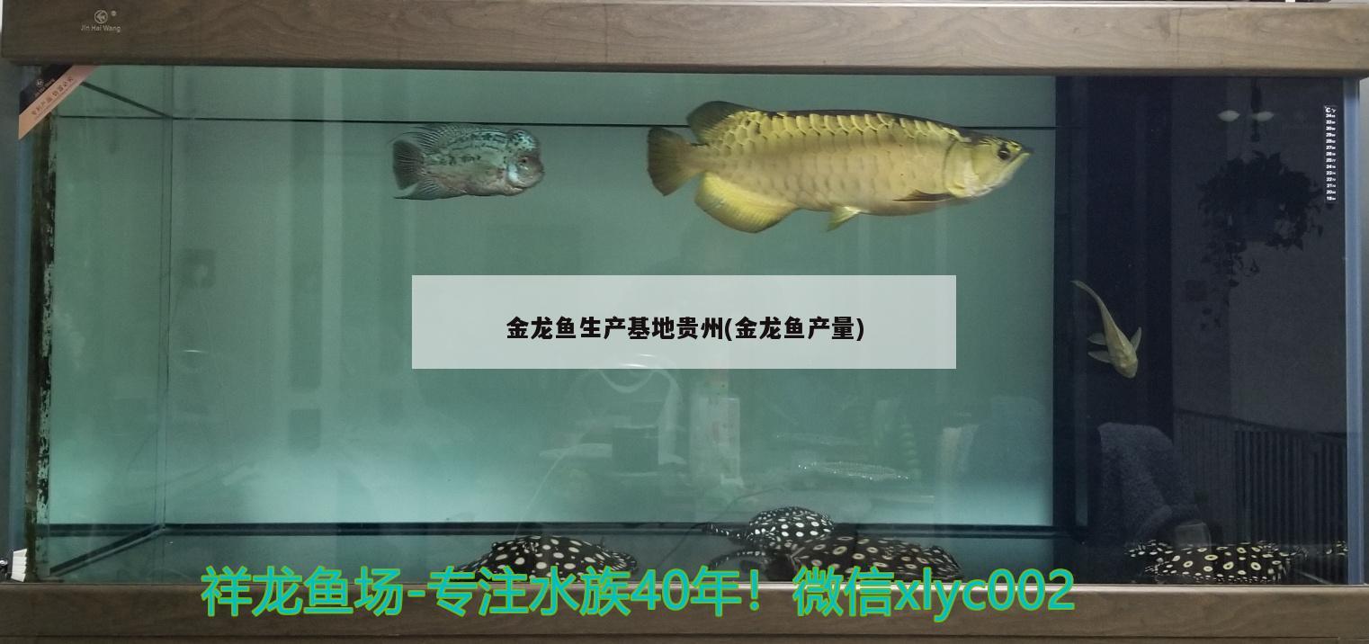 金龙鱼生产基地贵州(金龙鱼产量)