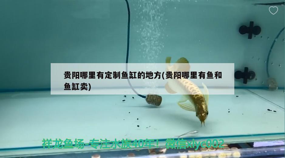 贵阳哪里有定制鱼缸的地方(贵阳哪里有鱼和鱼缸卖) 黄金鸭嘴鱼