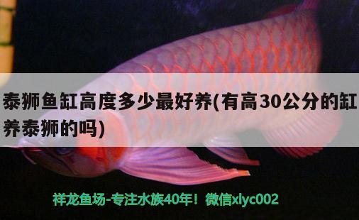 泰狮鱼缸高度多少最好养(有高30公分的缸养泰狮的吗) 翡翠凤凰鱼
