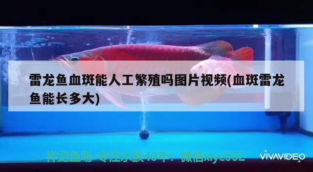 雷龙鱼血斑能人工繁殖吗图片视频(血斑雷龙鱼能长多大)
