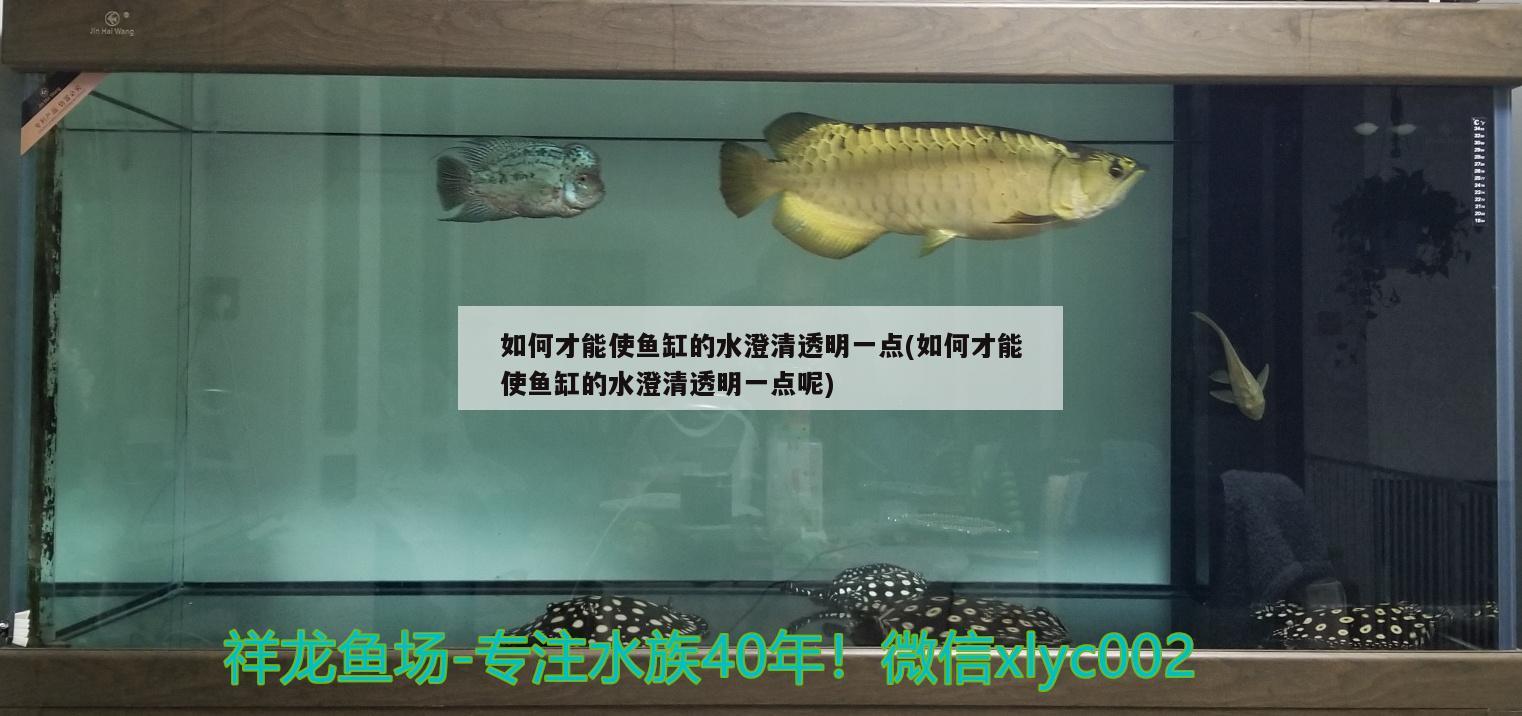 如何才能使鱼缸的水澄清透明一点(如何才能使鱼缸的水澄清透明一点呢) 斑马鸭嘴鱼