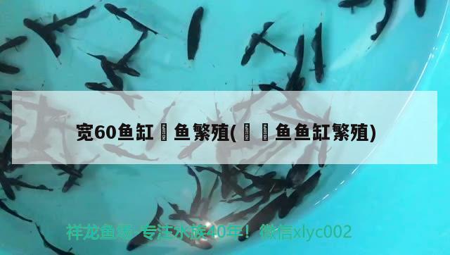 宽60鱼缸魟鱼繁殖(鳑鲏鱼鱼缸繁殖)