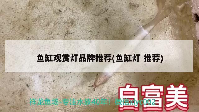 鱼缸观赏灯品牌推荐(鱼缸灯推荐) 广州祥龙国际水族贸易