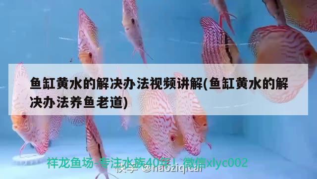 鱼缸黄水的解决办法视频讲解(鱼缸黄水的解决办法养鱼老道) 白写锦鲤鱼