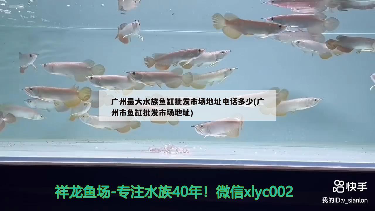 广州最大水族鱼缸批发市场地址电话多少(广州市鱼缸批发市场地址)