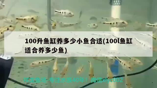 100升鱼缸养多少小鱼合适(100l鱼缸适合养多少鱼)