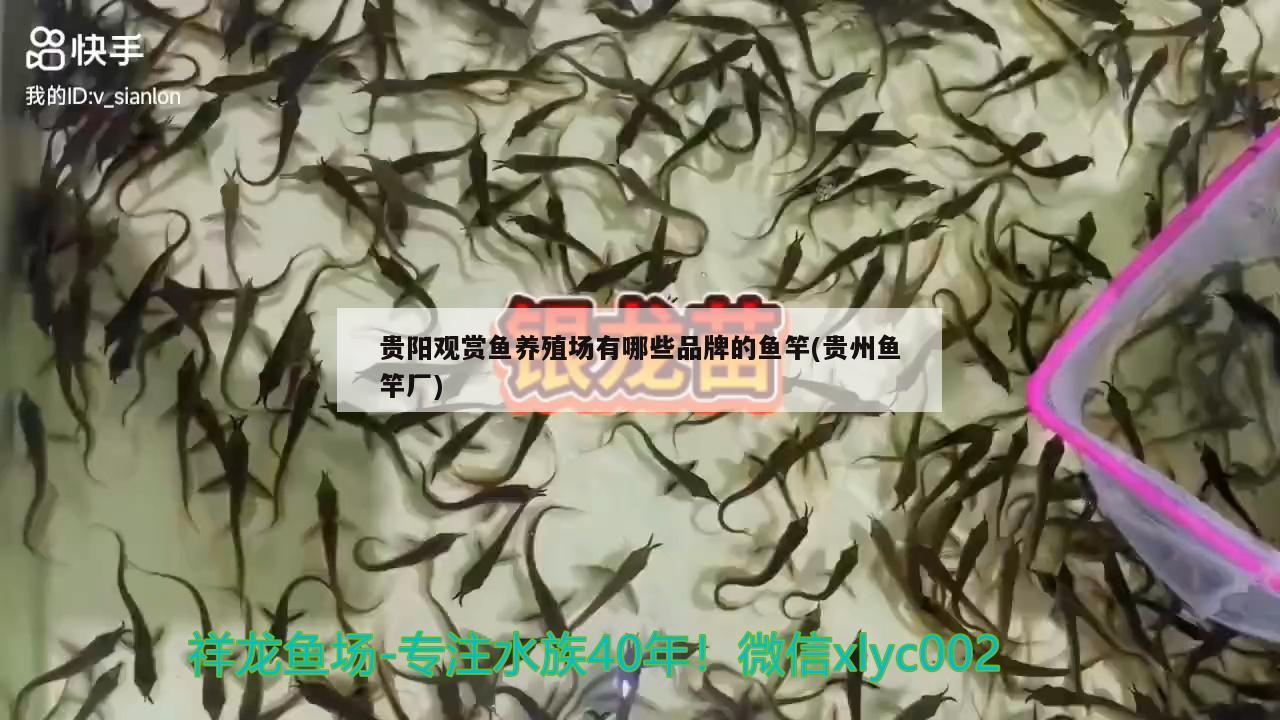 贵阳观赏鱼养殖场有哪些品牌的鱼竿(贵州鱼竿厂)