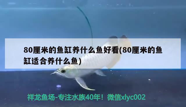 80厘米的鱼缸养什么鱼好看(80厘米的鱼缸适合养什么鱼) 红尾平克鱼