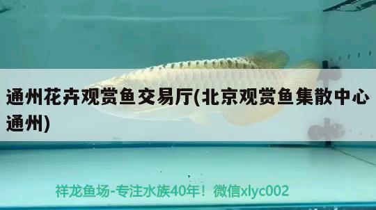 通州花卉观赏鱼交易厅(北京观赏鱼集散中心通州)